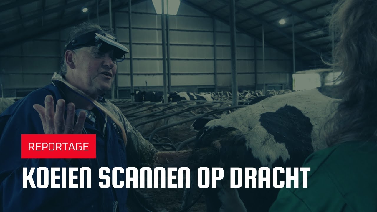 Koeien scannen op dracht