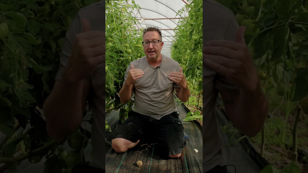 Tomato Import Shake-Up: What Growers Should Do Now