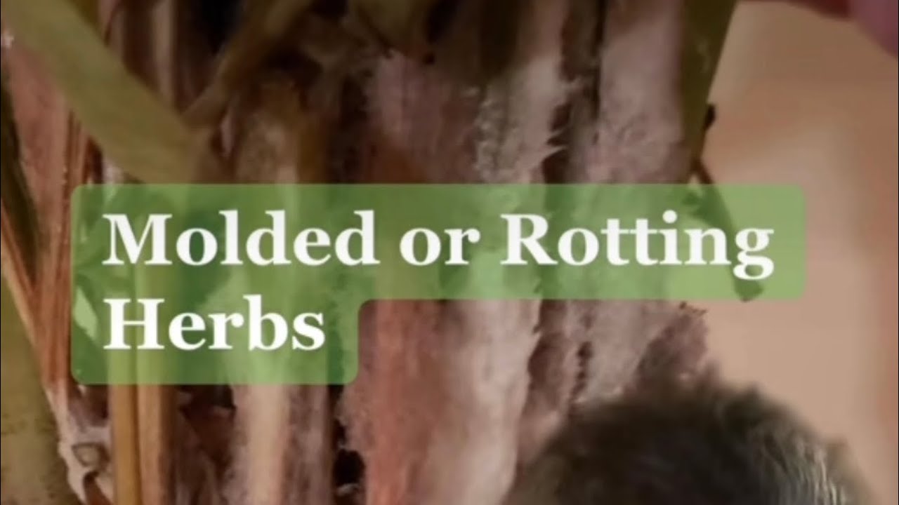 Molded Herb Correspondences
