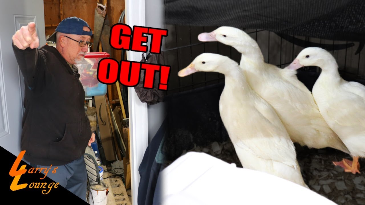 My Dad Kicked the Ducks Out!