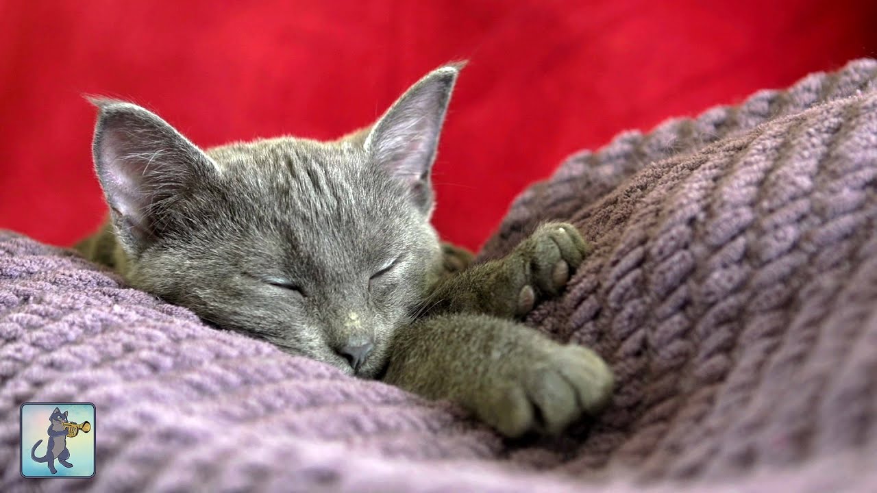 Adorable Sleepy Cats! ~ Cute Kittens & Relaxing Piano Music 🐈