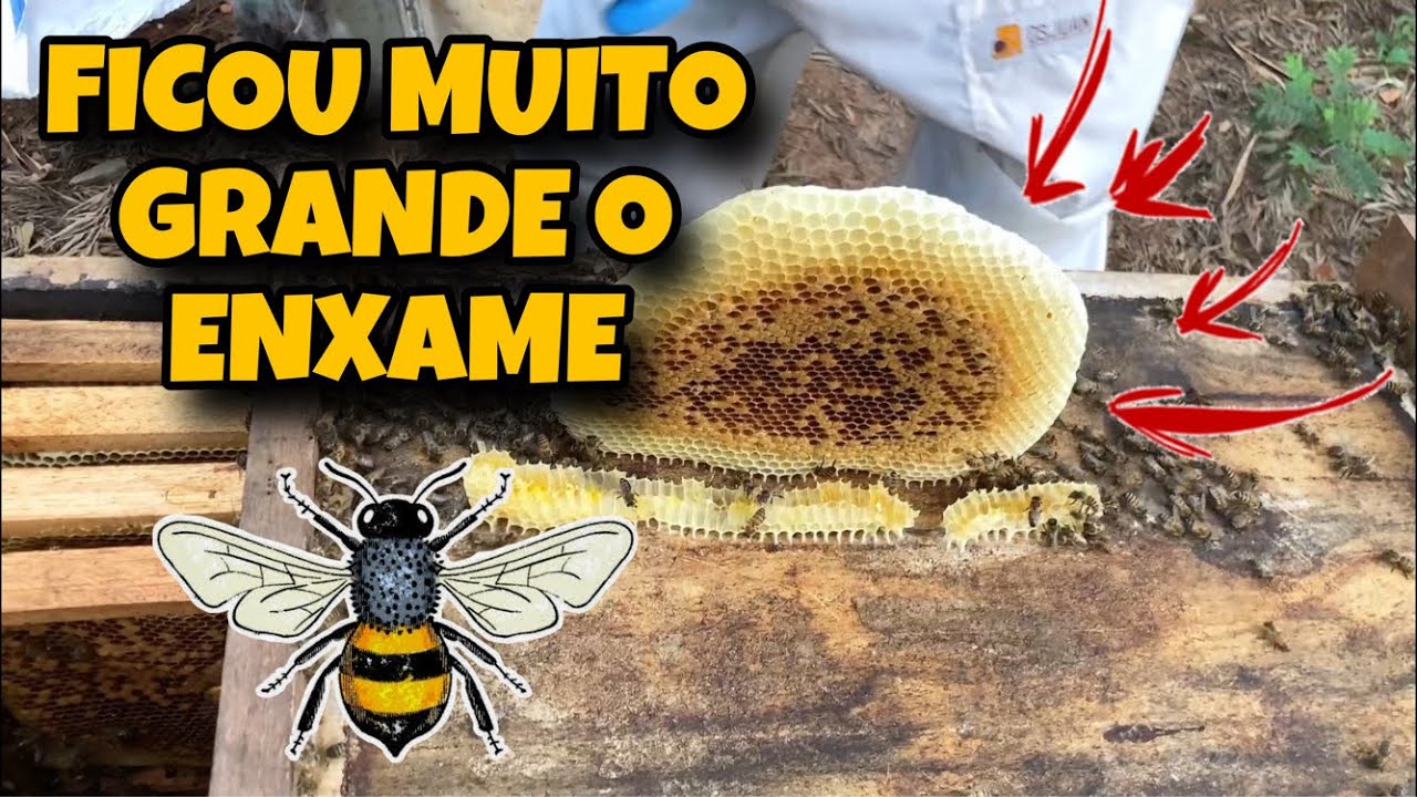 REVISÃO NO 2º ENXAME QUE CHEGOU NO SOBRADO DE CASA DICAS IMPORTANTES!