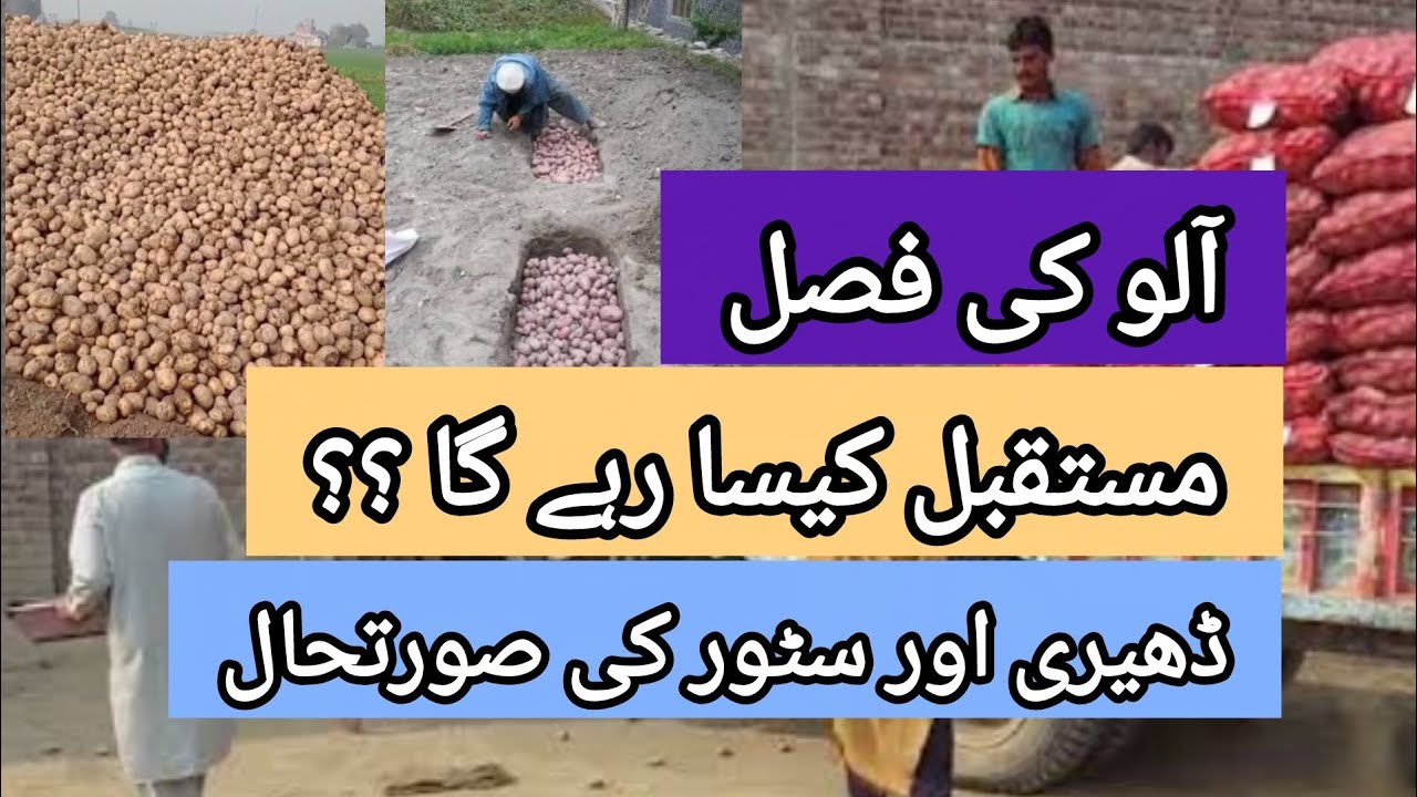 Potato market future expectations in 2026 ||@agritalksbysaadat 