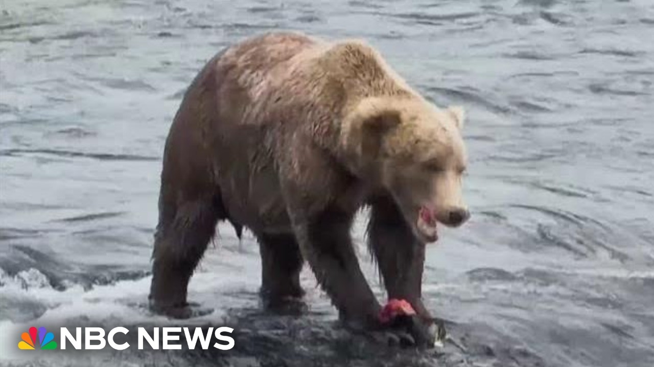 'Fat Bear Week' to return with internet voting on Alaska's chunkiest ursine ahead of hibernation