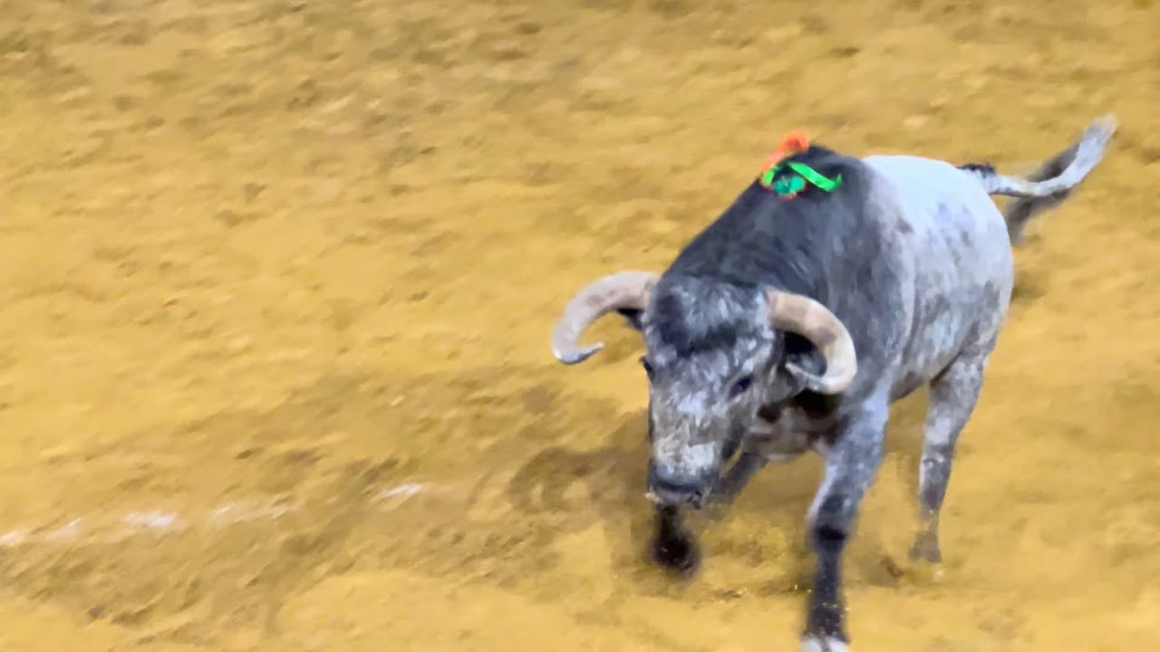Salida 6º toro de FLOR DE JARA: 