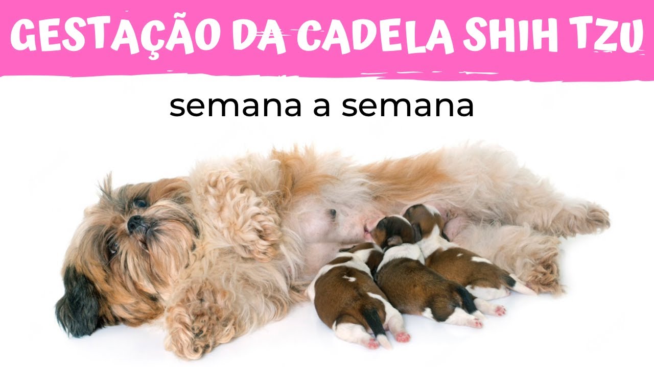 GESTAÇÃO DA CADELA SHIH TZU SEMANA A SEMANA