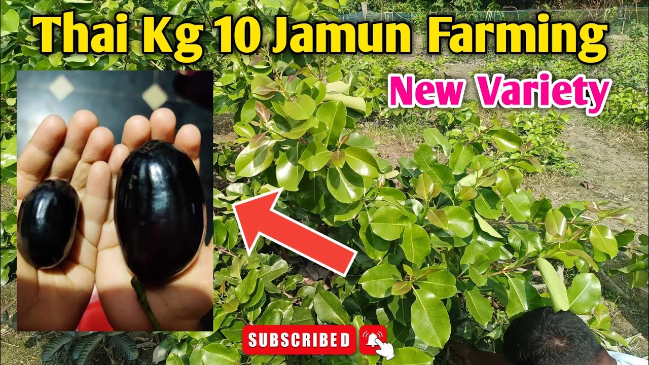 Thai Kg 10 Jamun Farming Popular Famous New Variety Full Information video
