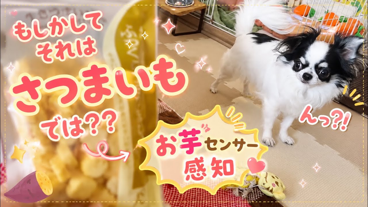 プレゼントでもらってたさつまいものおやつ♪モコはさつまいもがすきすぎる♪