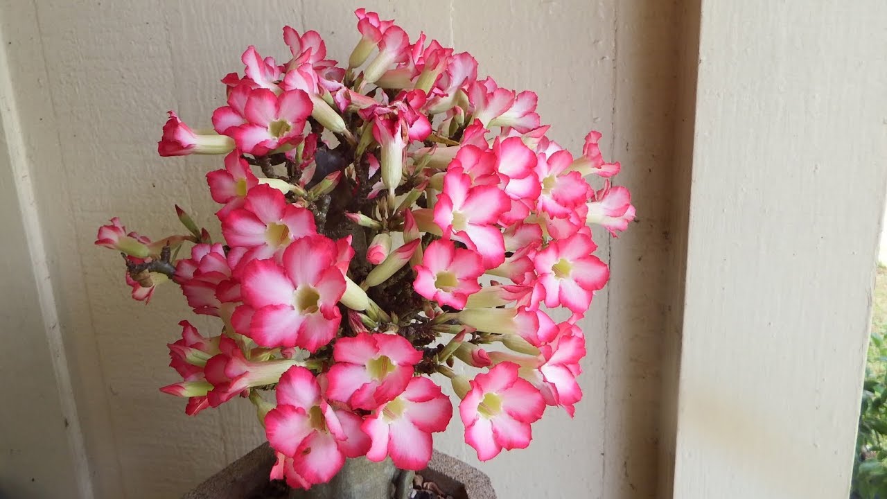 You know Adenium is in full bloom when ...