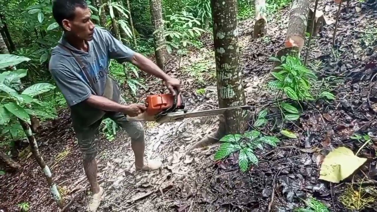 PROSES NEBANG KAYU DI GUNUNG PEKERJAAN BERAT PENUH ROSIKO