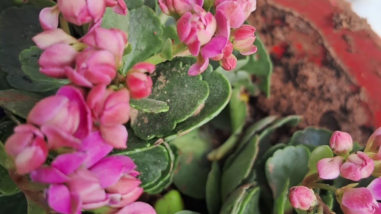 Kalanchu plant care different between  patherchatta and Kalanchu 