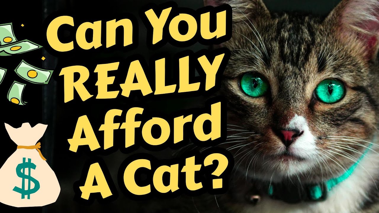 Can You Afford A Cat? The Truth About Vet Bills & Long-Term Costs