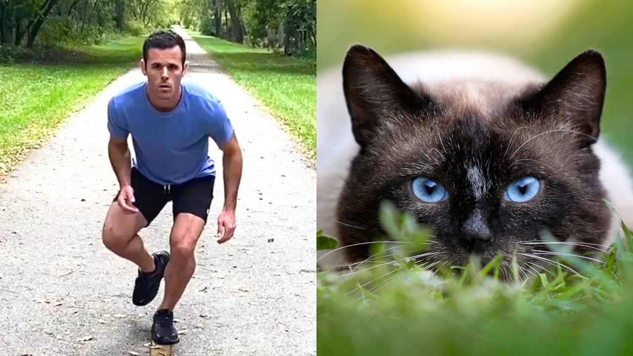 How animals would act if they were people. (Compilation)