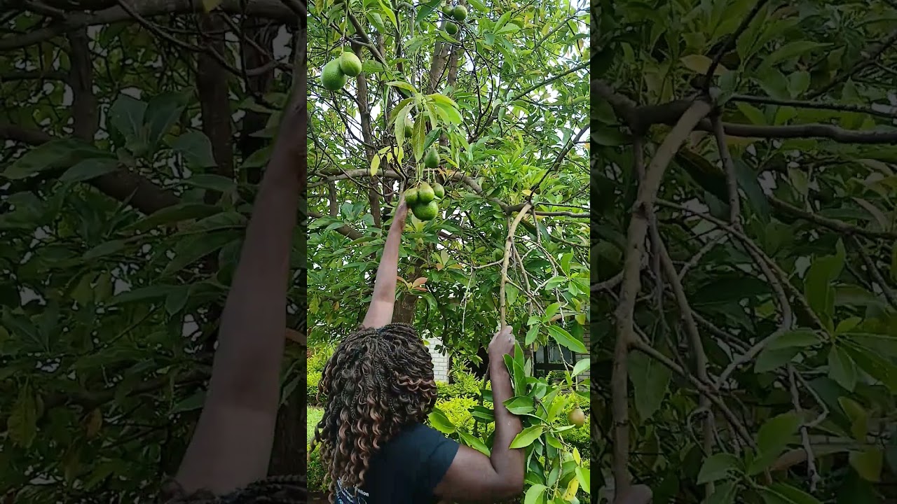 HARVESTING OUR FIRST AVOCADO 