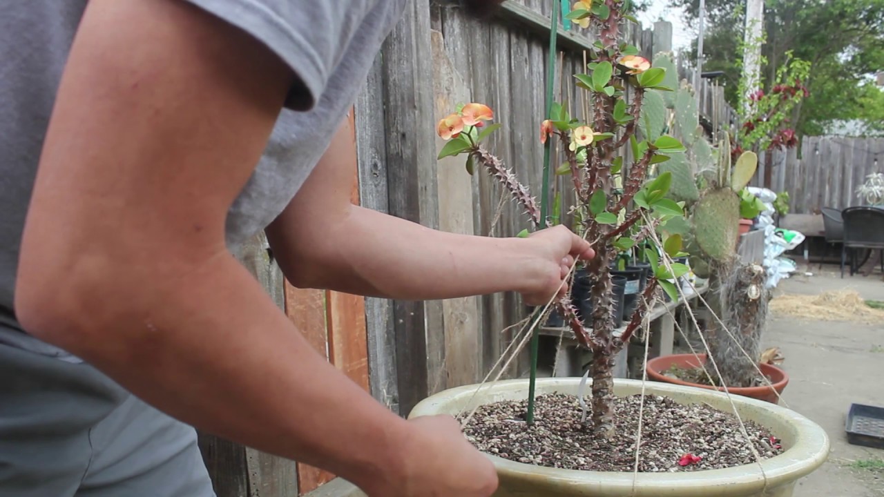 Reshaping Euphorbia milii | Crown Of Thorns