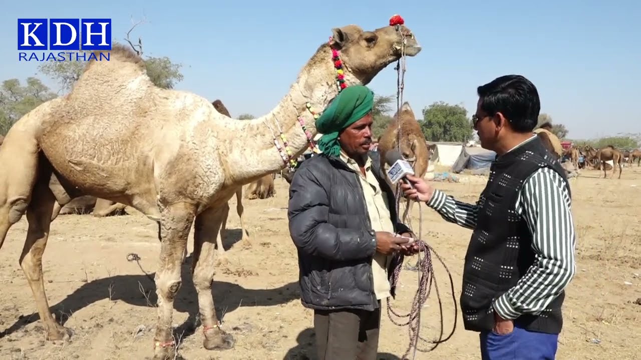 नागौर पशु मेला में बिक रहे 2 -2 लाख के ऊंट Nagaur Cattle Fair 2023 पूरे परवान पर