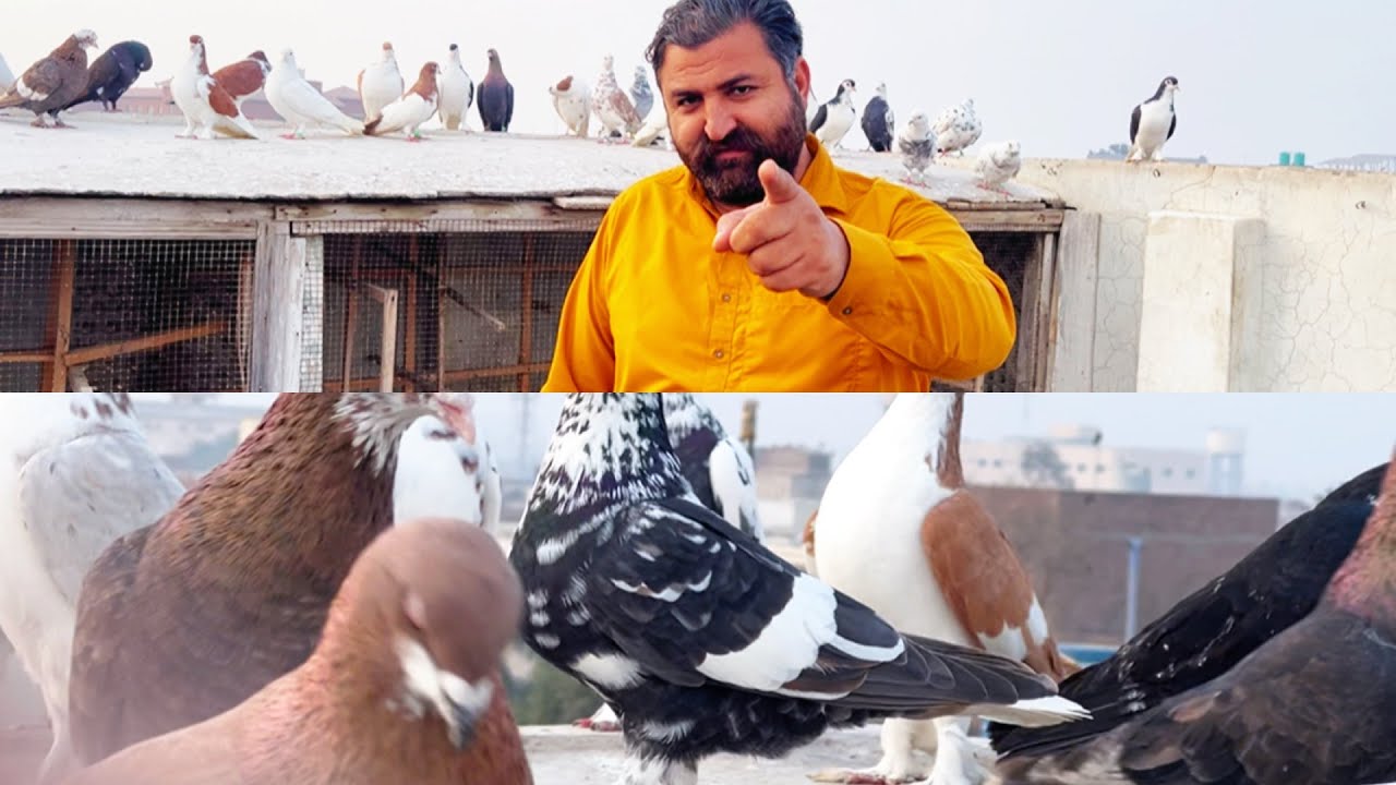 Today new entry 😱❤️❤️fighter 32 kabuter le ye ha #pigeon #pegionsvideos #bird #pegionslover 