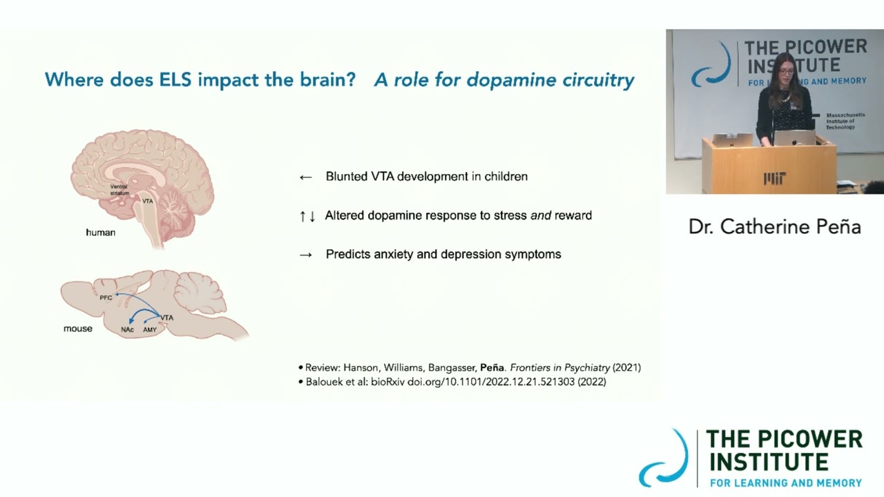 Early Life Stress & Translational Epigenetics