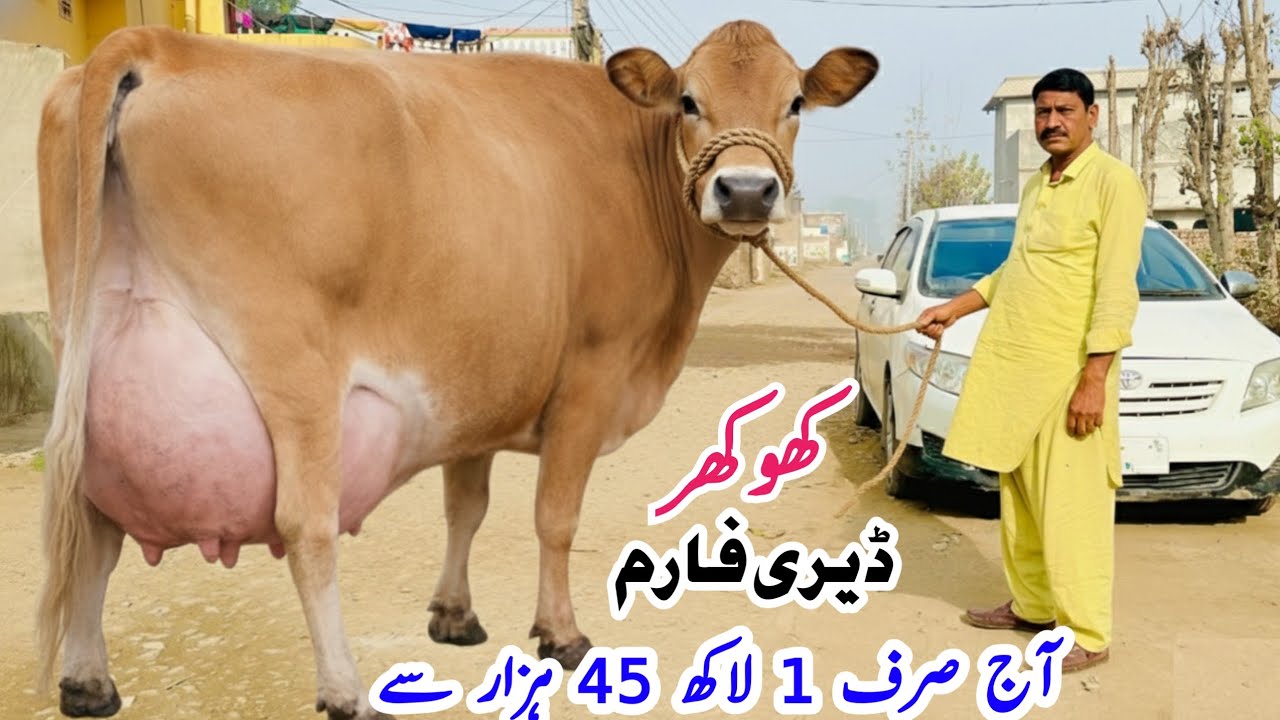 Khokhar Dairy Farm | Jersey Cow for sale At | dairy farming Cows for sale in Pakistan 