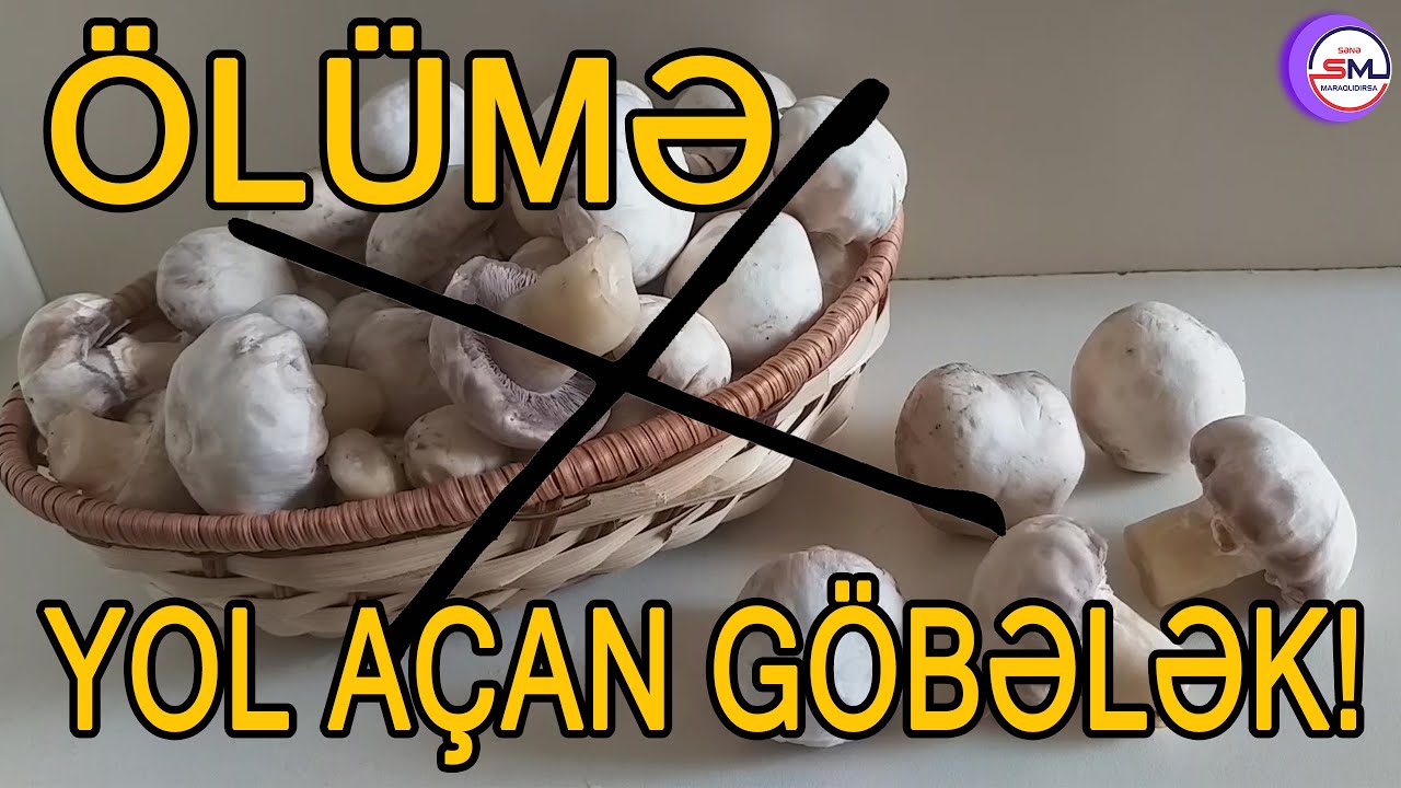 Göbələk seçərkən mütləq bunlara diqqət edin