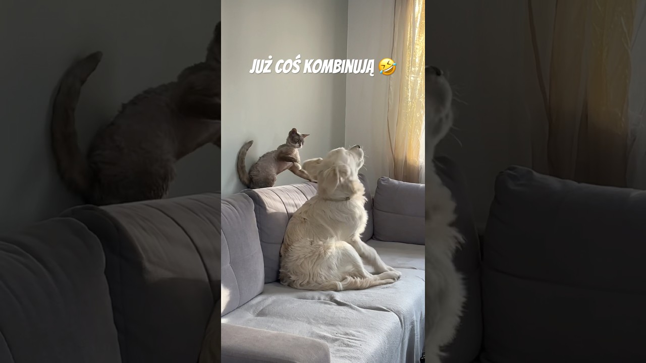 Co dziś wymyślamy?🫣😁 #devonrexcat #goldenretriever #pies #koty