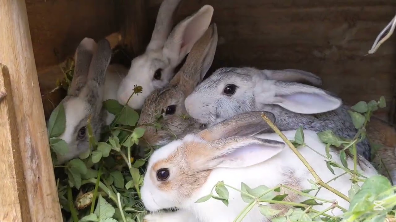 My Bunnies have Appetite for lunch time😄😄🌿☘️☘️☘️🌿🌿🐇🐇🐇🐇🐇
