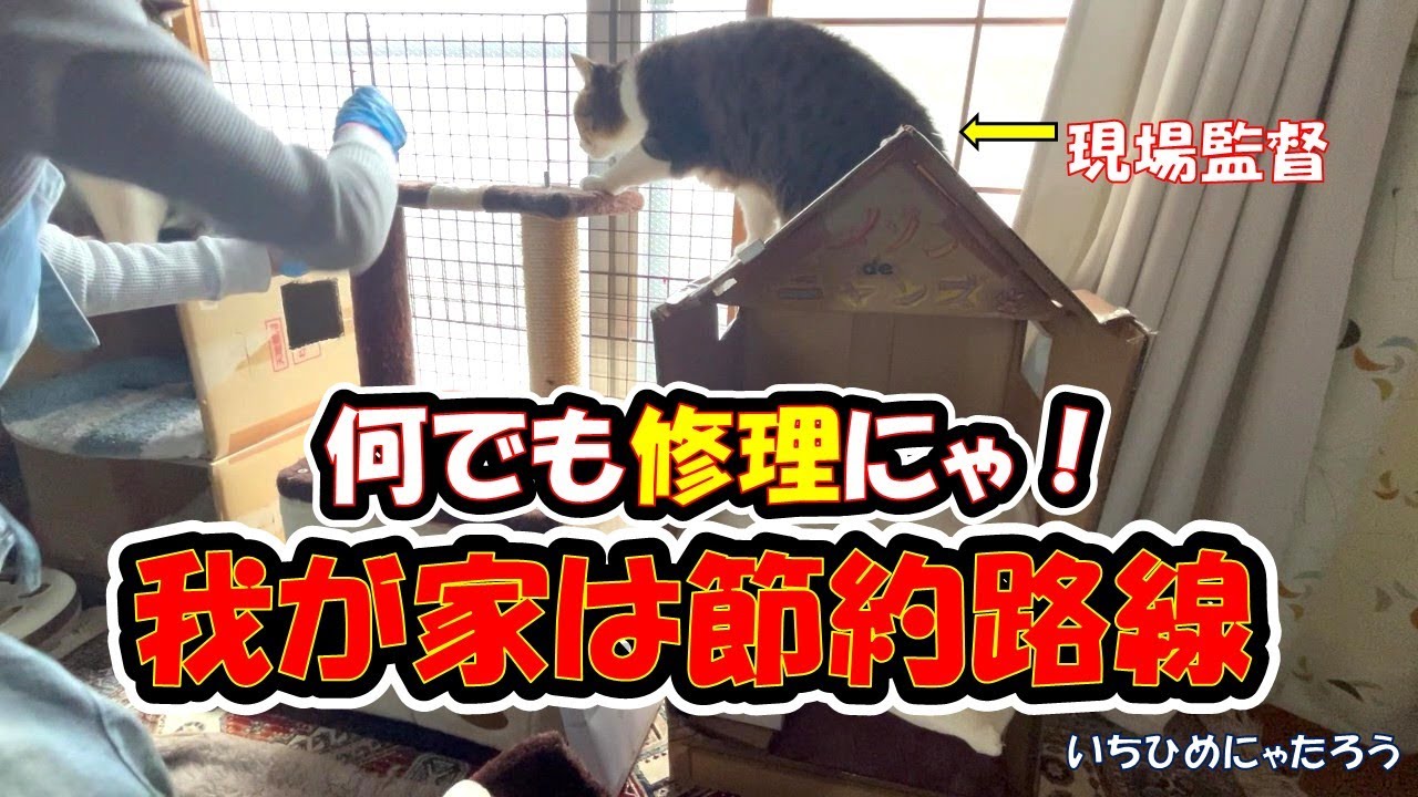 タワーの修理❓我が家は節約路線にゃ‼😆😹　A cat watching over the repair of a cat tower😽【Video up:Mon, Wed, Fri】