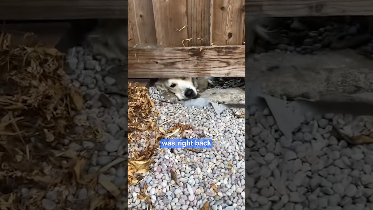 Lonely dog gets the surprise of his life 🥹❤️