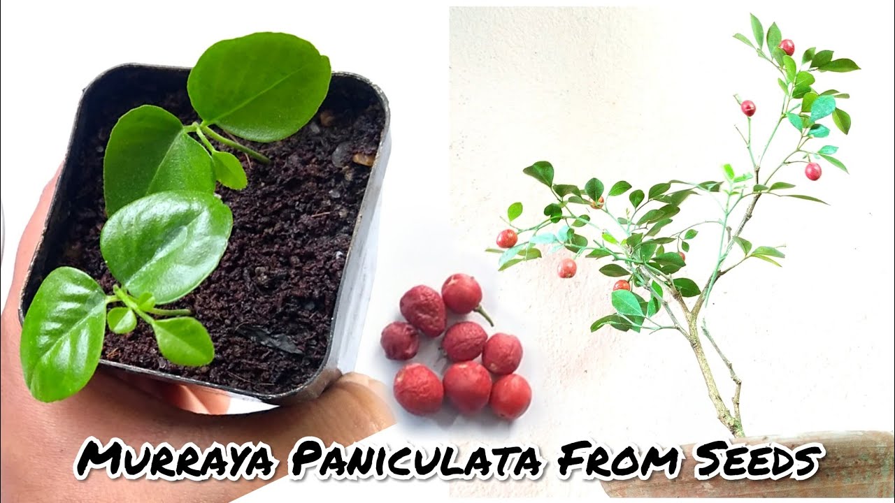 How To Grow Murraya Paniculata From Seeds || Grow Kamini Plant From Seeds