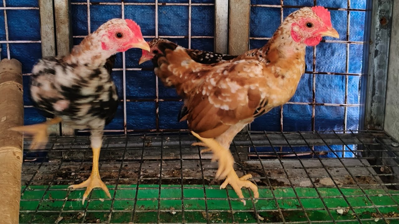 28/01/2026/gà cảnh đủ loại DT 0888464988