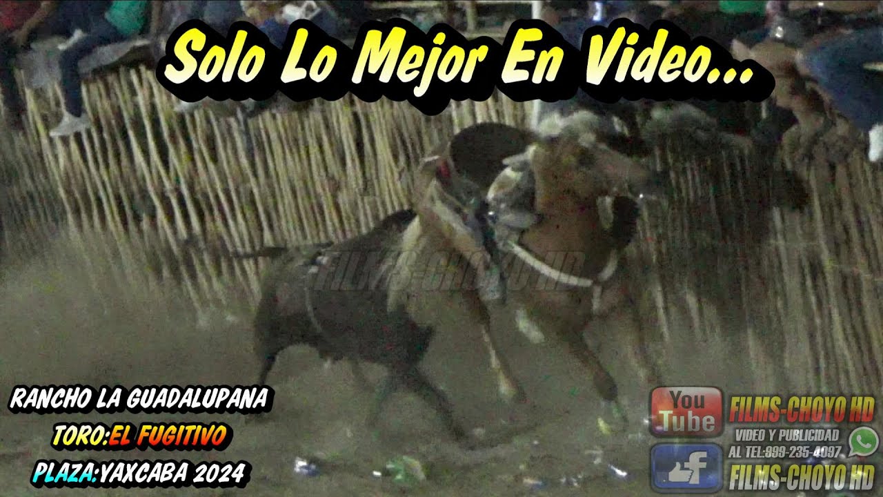TORO EL FUGITIVO EN LA CORRIDA DE YAXCABA.YUCATAN 2024 DANDO EMOCION Y SUSPENSO EN EL RUEDO.
