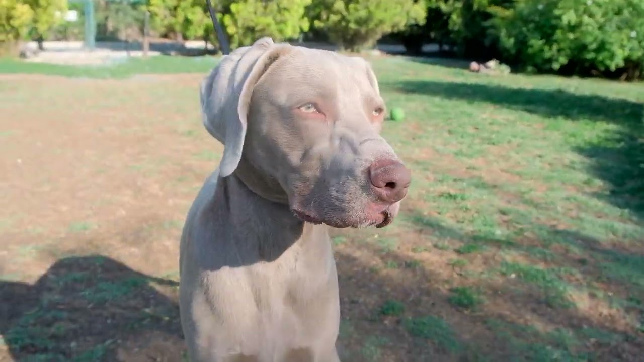 Köpek Irklar - Weimaraner