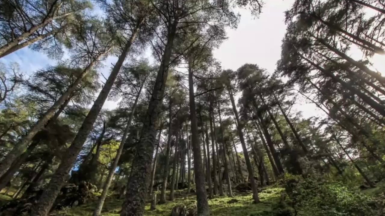 Parc National de cedres de Theniat El Had.