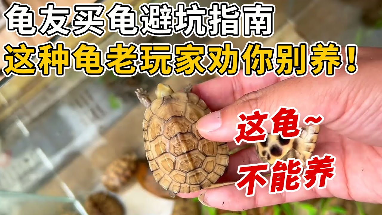 龜友買龜避坑指南首篇這幾種龜越養越開心，簡直是萌寵首選！而這一種龜連老玩家都勸你別養！