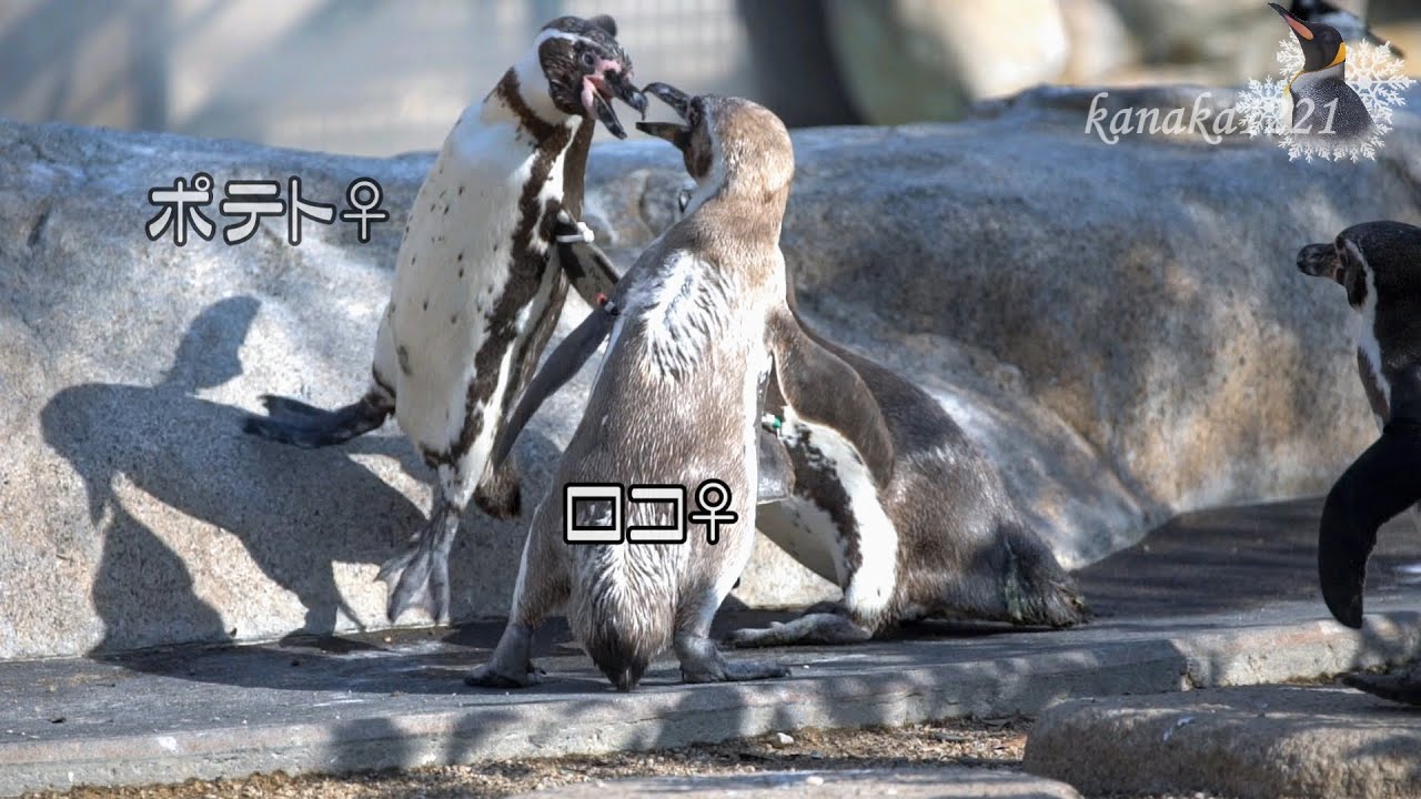 海響館 フンボルトペンギン”メロン”が悪い