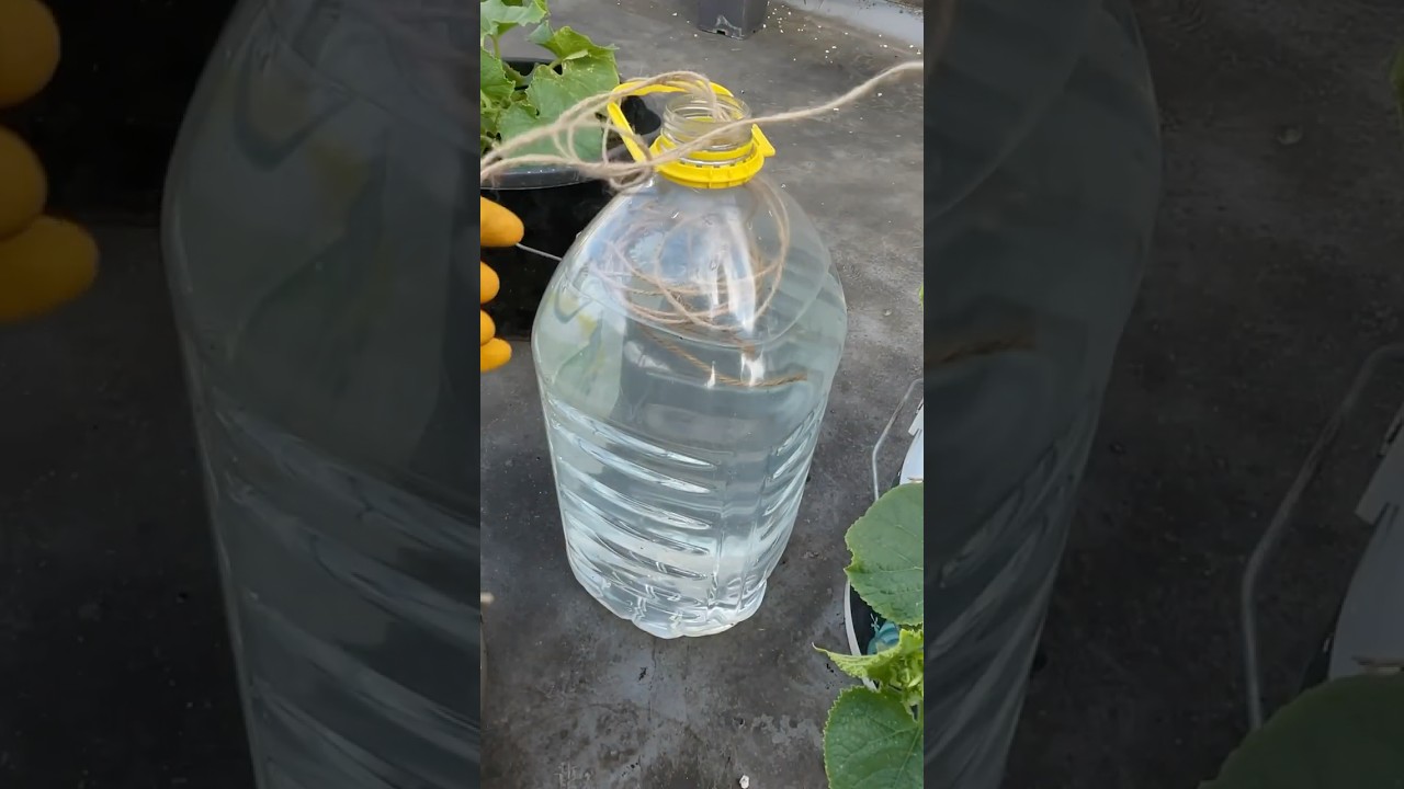 Easy Drip Water Irrigation System with Rope #youtubeshorts  #diy #drip #irrigation  #shortsfeed