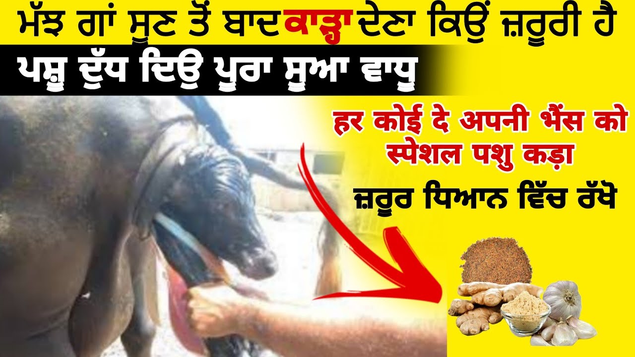 ਮੱਝ ਗਾਂ ਸੂਣ ਤੋਂ ਬਾਦ ਕਾੜ੍ਹਾ ਦੇਣਾ ਕਿਉਂ ਜ਼ਰੂਰੀ।For buffalo  and cow secial kada। कड़ा पशु को जरूर देना।