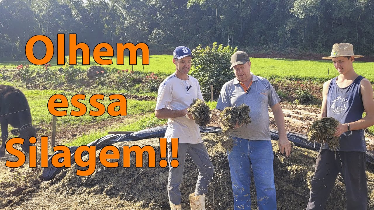 Silagem de capim mostrando ser um divisor de aguas na produção leiteira