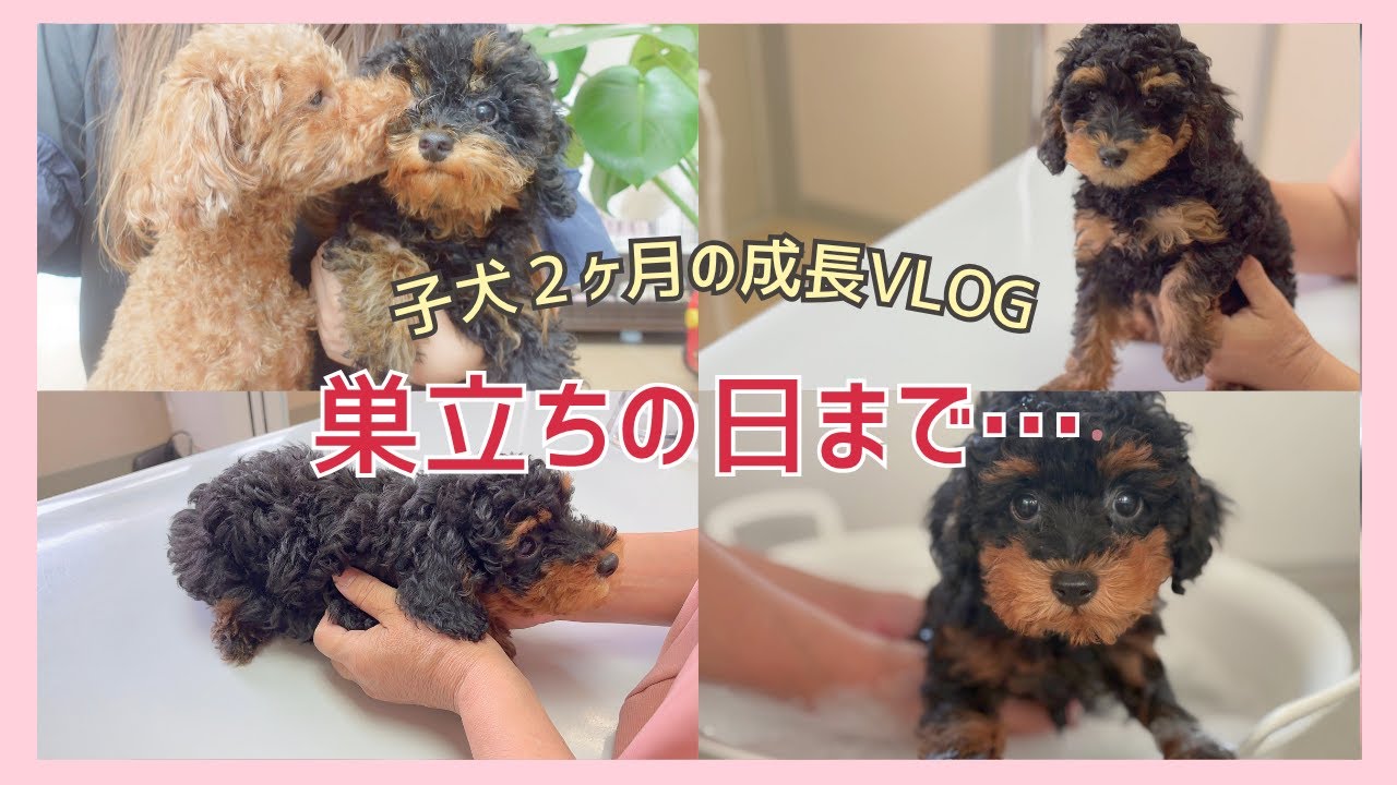【ありがとう】マーブルチョコちゃん、最後の成長記録🐾 2〜3ヶ月
