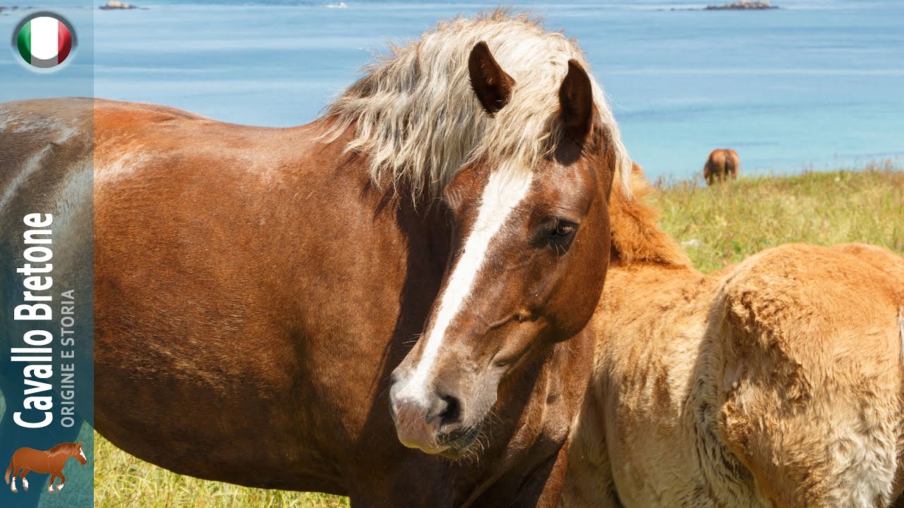 Cavallo Bretone, i cavalli da tiro più comuni in Francia, Origine delle razze