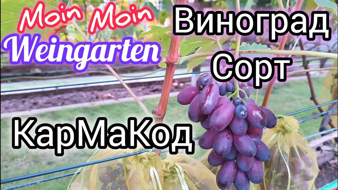 Виноград Кармакод 2025-09.23