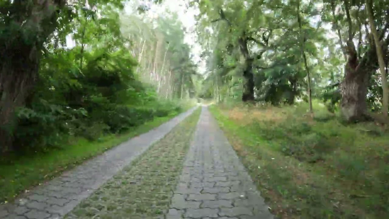 Kurze Fahrt durch den Wald um den Wolletzsee 3 /4