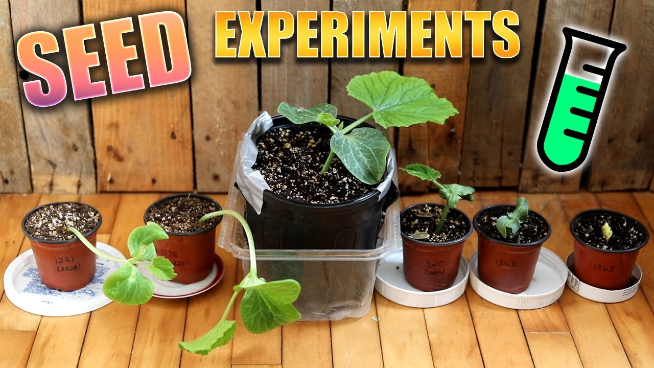 🧪 Seed Starting Experiment Results | Giant Pumpkin Beginner Tips