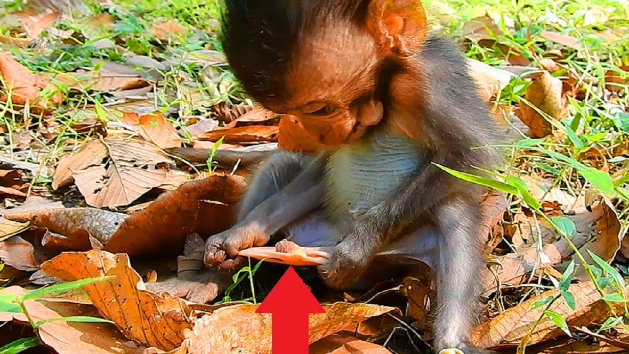 Awesome!!! What's So Cute and Very Tiny, Lovely Baby Monkey, I lovely These Baby Monkeys,and Animals
