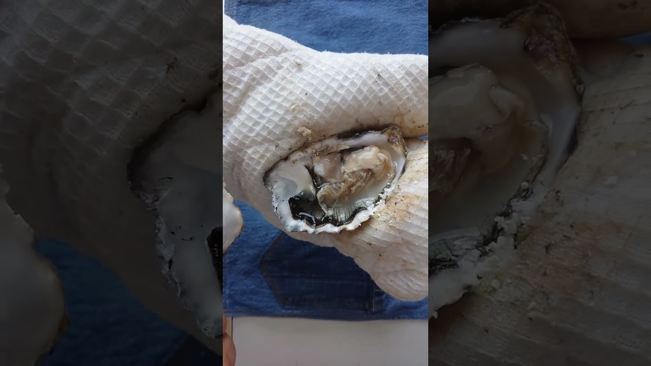 Auster &Ouml;ffnen แคะหอยนางรม Oyster Shucking |Privatk&uuml;che​