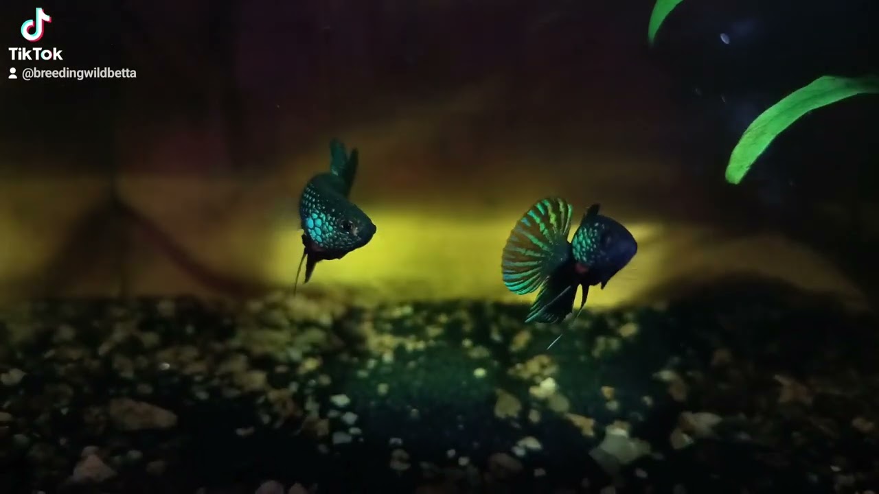 Betta stiktos original