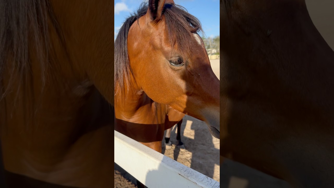 Beautiful eyes | Beautiful Horses | Horse lover | Animal lover #horses #horselover #eyes #cute