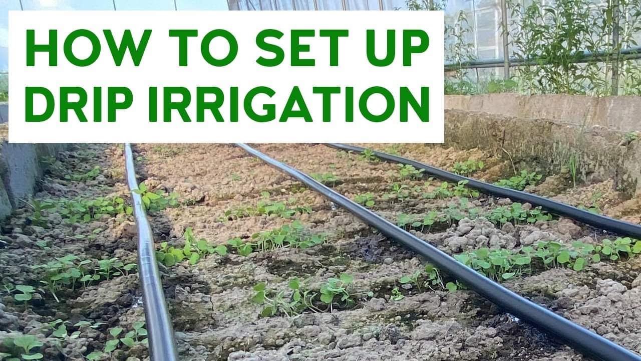 HOW TO SET UP A DRIP IRRIGATION SYSTEM (Perfect For Big Farms!)  | Carlo The Farmer