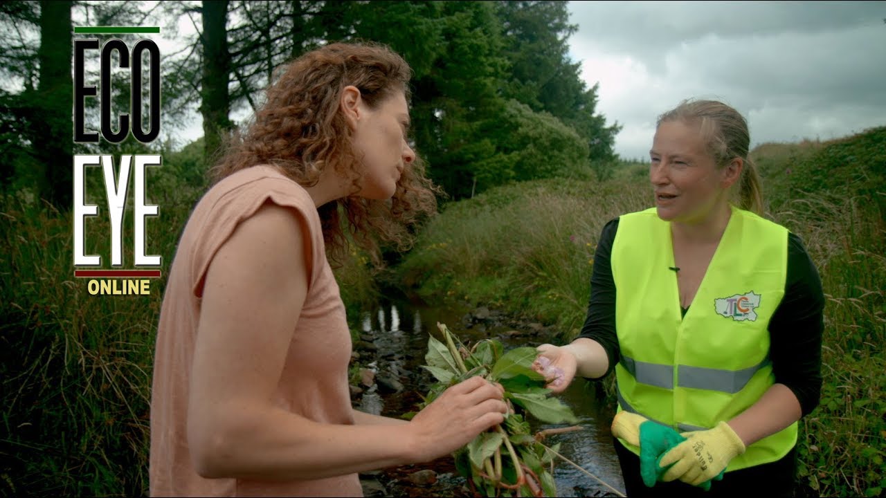 Tackling Himalayan Balsam on the River Feale, Limerick