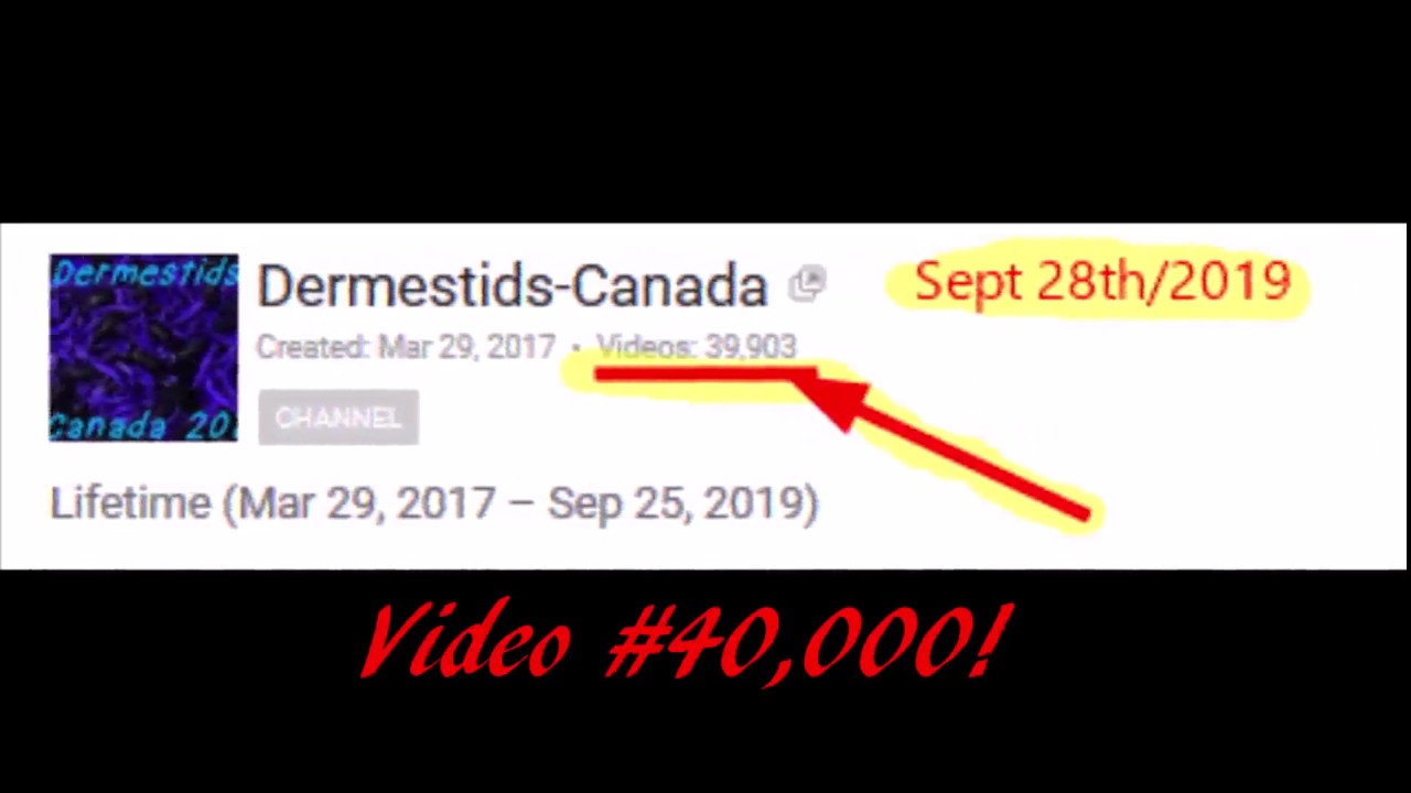Dermestids Canada Sept 28th 2019 Video Forty Thousand!